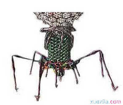 电脑病毒发展趋势 爱易网络观点